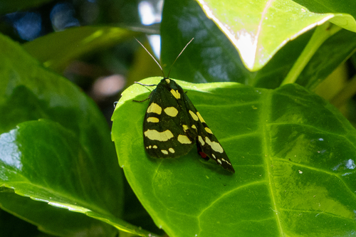 Scarlet Tiger