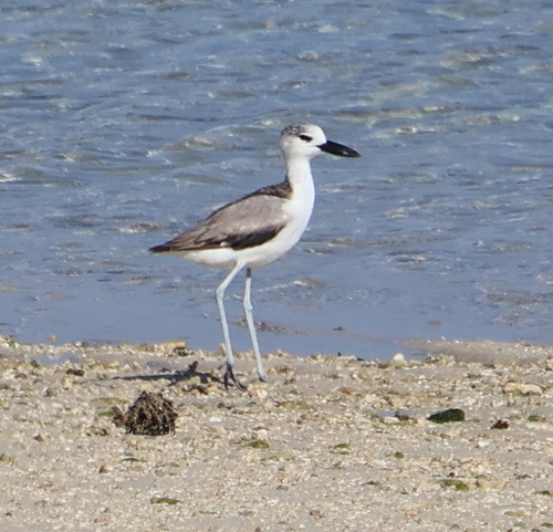 iNaturalist image