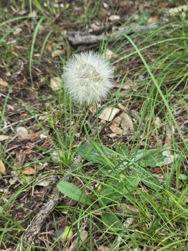 Chaptalia texana