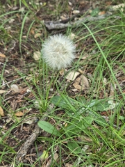 Chaptalia texana