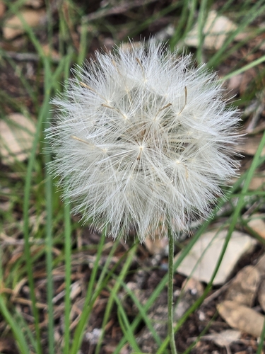 Chaptalia texana, photograph 2