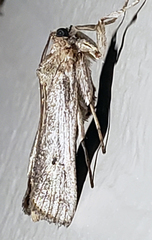 Melitara subumbrella
