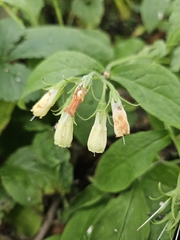 Symphytum tuberosum, photograph author not stated, no rights reserved