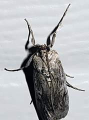 Melitara subumbrella