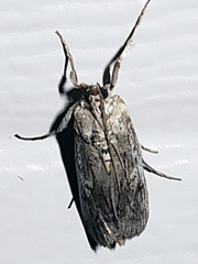 Melitara subumbrella