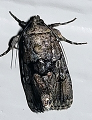 Sympistis infixa