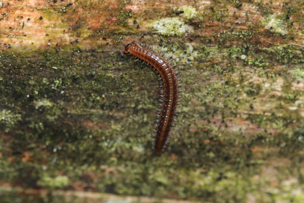 Neoatractosomatoidea