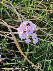 Cardamine pratensis