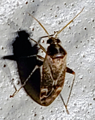 Hamatophylus guttulosus