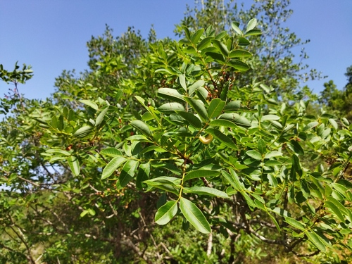 terebinth