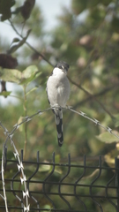 Lanius collaris collaris