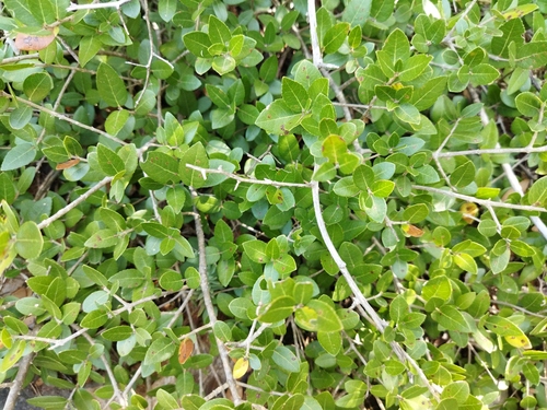 Green Olive Tree
