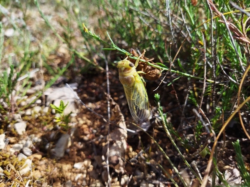 Common Cicada