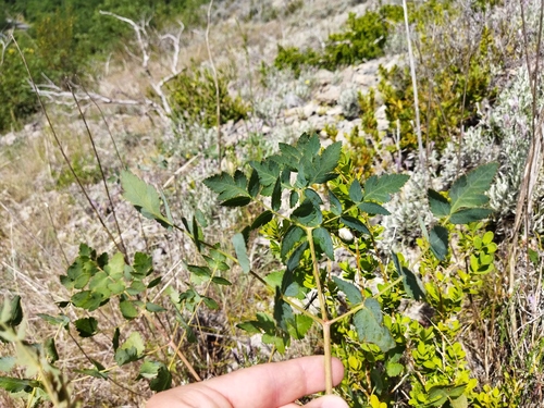 Broad-leaved Spignel