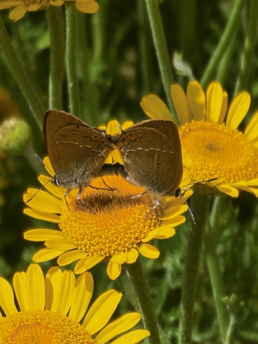 Sloe Hairstreak