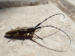 Agapanthia suturalis
