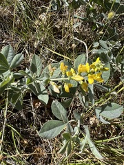 Thermopsis californica