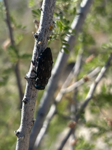 Merkel Buprestid
