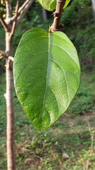 Ficus hispida