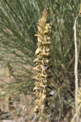 Mediterranean lineseed