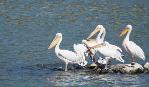 Great White Pelican