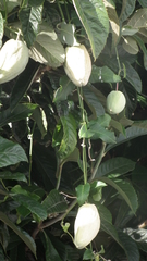 Magnoliopsida