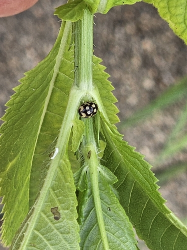 Fourteen-spotted Lady Beetle