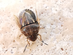 Neottiglossa lineolata