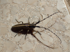 Agapanthia suturalis