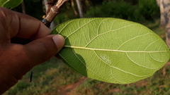 Ficus hispida