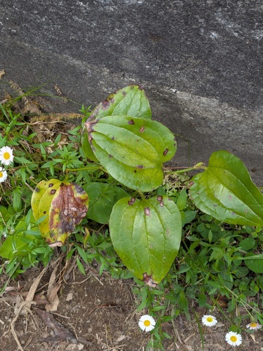 Smilax azorica, photograph 5