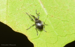 Nanophyinae
