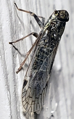 Melanoliarus aridus