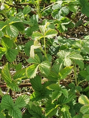 Rubus fruticosus
