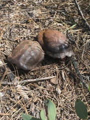 Actinemys marmorata marmorata