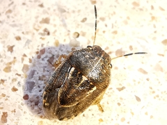 Neottiglossa lineolata