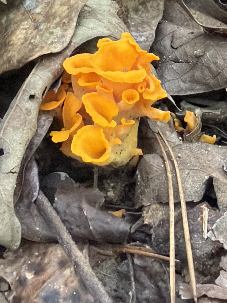 Craterellus odoratus · June 2026 · photo: Photo: (c) Djibo Zanzot, some rights reserved (CC BY-SA) · iNaturalist