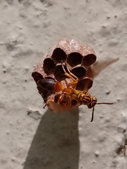 Mischocyttarus cerberus