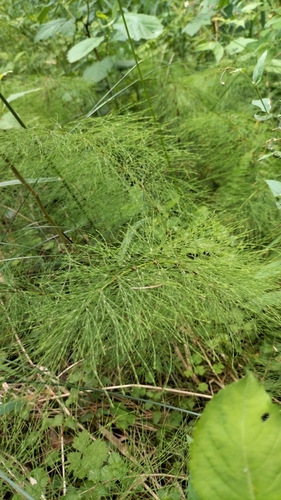 wood horsetail