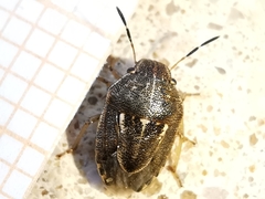 Neottiglossa lineolata