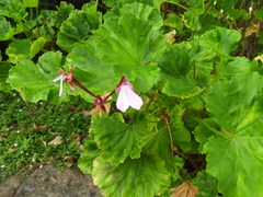 Pelargonium elongatum