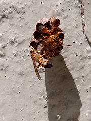 Mischocyttarus cerberus