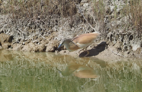 Squacco Heron