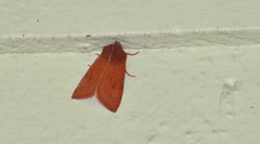 Orthosia transparens