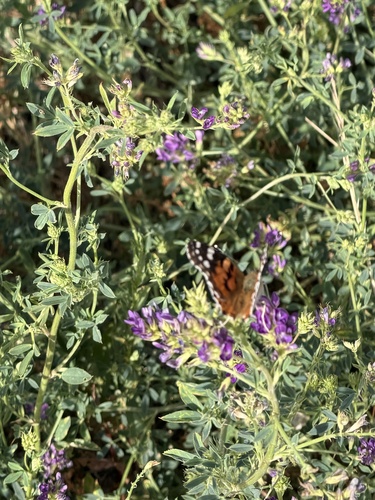 Painted Lady