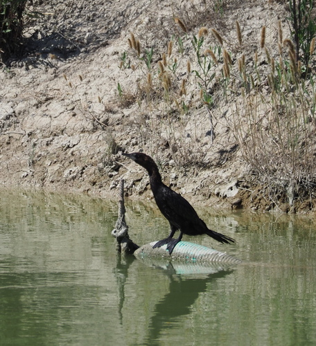 Pygmy Cormorant