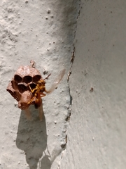 Mischocyttarus cerberus