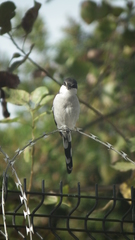 Lanius collaris collaris