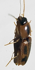 Aeolus scutellatus