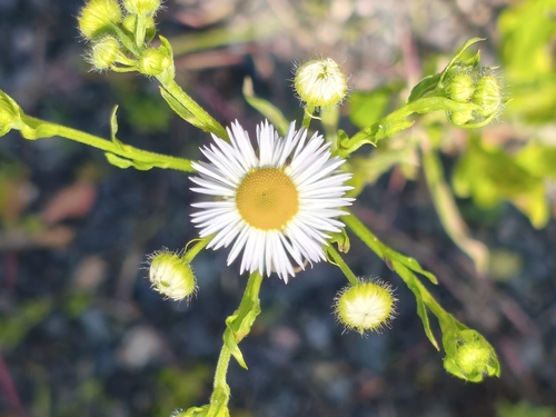 annual fleabane